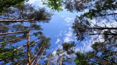 Yaz ormanı, yaprakların arasından gökyüzüne ve bulutlara bak. Ağaç tepeleri