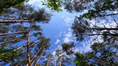 Yaz ormanı, yeşilliklerin arasından gökyüzüne ve bulutlara bak.
