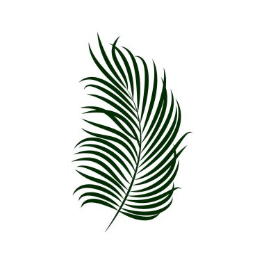 Beyaz arkaplanda yeşil palmiye yaprağı var. Yaz tasarımı için vektör ögesi