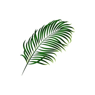 Beyaz arkaplanda yeşil palmiye yaprağı izole