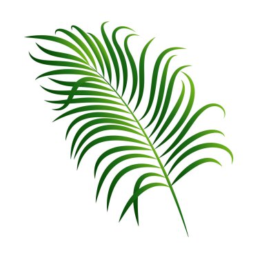 Beyaz arkaplanda yeşil palmiye yaprağı var. Yaz tasarımı için vektör ögesi