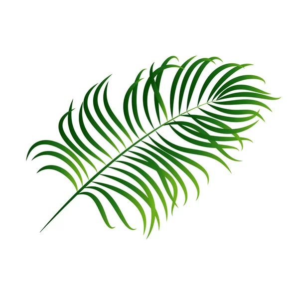 Feuille Palmier Verte Isolée Sur Fond Blanc Vecteur — Image vectorielle