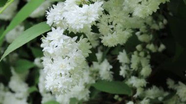 Deutzia. Parktaki ya da bahçedeki narin beyaz çiçekler, yakın plan. Çiçekli çalı, manzara tasarımı. Yaz arkaplanı için çiçekler