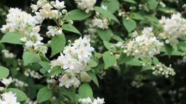 Deutzia. Parktaki ya da bahçedeki narin beyaz çiçekler, yakın plan. Çiçekli çalı, manzara tasarımı. Yaz arkaplanı için çiçekler