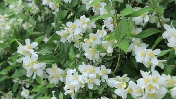 Jasmin Ogrodowy Avalanche Krzew Kwitnący Białymi Kwiatami Kwiaty Bliska Letnie — Wideo stockowe