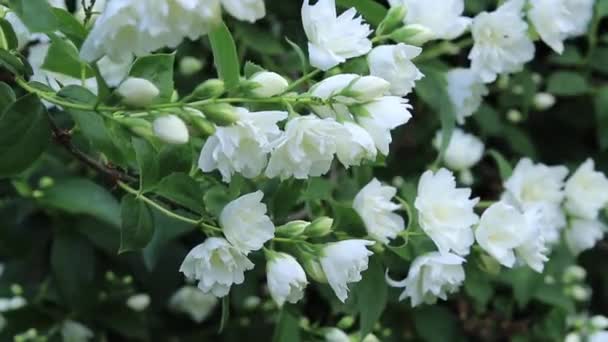 Jasmin Ogrodowy Krzew Kwitnący Białymi Kwiatami Kwiaty Bliska Letnie Tło — Wideo stockowe