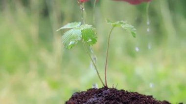 Çilek filizi yakın plan. Bahçede küçük yeşil bir filizlenme yetiştiren genç bir bitki için ellerde su taşımak. Çiçeği elle sula.