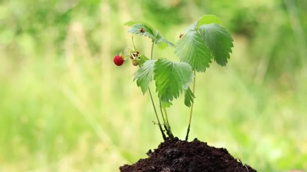 草莓芽的特写 提着水 为地上的嫩苗浇灌 在花园里长出一株绿色的小苗 用手工给植物浇水 无害环境农业的概念 成熟的浆果 — 图库视频影像