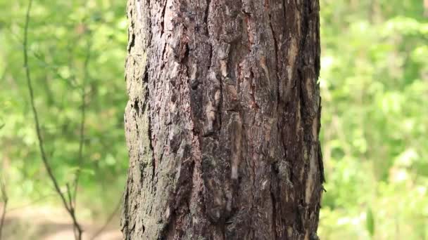 Kufer Sosny Zbliżenie Kora Drzewa Rozmytym Tle Las Naturalne Tło — Wideo stockowe