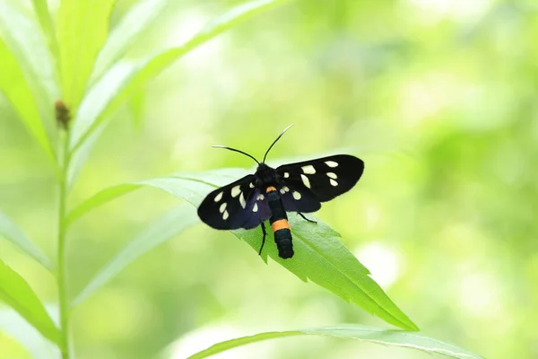 Black butterfly with colored spots on a leaf in the forest, close up. Insect