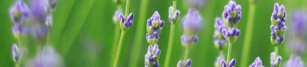 Lavender Bloom Website Banner Selective Focus Flowers Blurry Background Fields — Stock Photo, Image