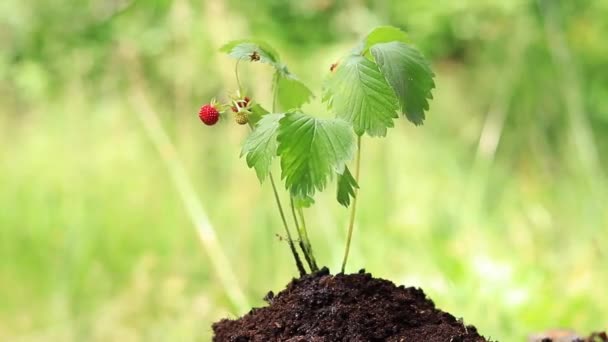 草莓芽的特写 提着水 为地上的嫩苗浇灌 在花园里长出一株绿色的小苗 用人工浇灌植物 — 图库视频影像
