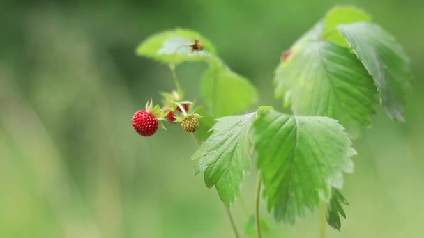 草莓芽的特写 把水拿在手上 为地上的幼苗浇灌 成熟的浆果 — 图库视频影像