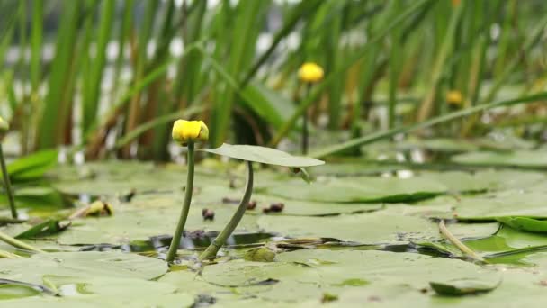 Водяна Лілія Жовта Водна Квітуча Рослина Річка — стокове відео