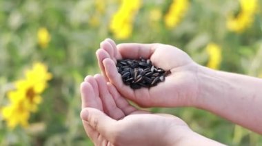 Tarım. Erkek ellerinin ay çekirdeği ile yakın plan çekimi. Ayçiçeği tarlasında çiftçi. Tarım işi. Hasat analizi. Ekolojik tarım. İş konsepti