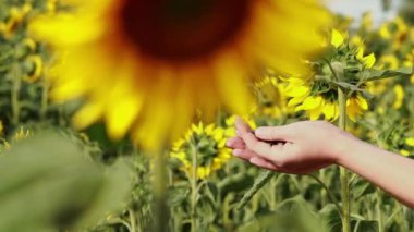 Seçici odaklanma. Arka plandaki kadın elleri, bulanık bir ayçiçeğinin önünde ayçiçeği tohumlarını ayırıyor. Ayçiçeği tarlası, hasat