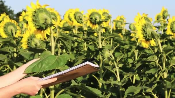 Agriculture Women Hands Writing Notebook Farmer Sunflower Field Agricultural Business — Vídeos de Stock