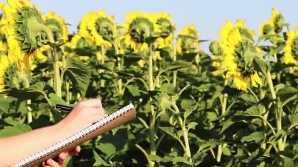Agriculture Women Hands Writing Notebook Farmer Sunflower Field Agricultural Business — Vídeo de Stock
