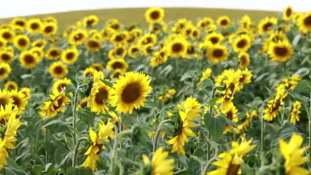 Close Footage Sunflowers Field Beautiful Bright Flowers Blooming Sunflowers Sunflower — стоковое видео