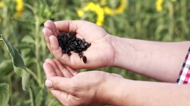 Agriculture Close Shot Male Hands Sunflower Seeds Farmer Sunflower Field — Stock videók