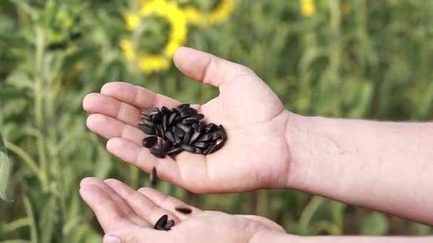 Agriculture Close Shot Male Hands Sunflower Seeds Farmer Sunflower Field — Vídeo de Stock