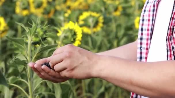 Agriculture Close Shot Male Hands Sunflower Seeds Farmer Sunflower Field — Stock video