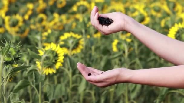 Women Hands Sprinkle Seeds Backdrop Sunflower Field Ripe Seeds Agriculture — Vídeo de stock