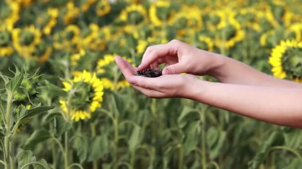 Women Hands Sprinkle Seeds Backdrop Sunflower Field Ripe Seeds Agriculture — Wideo stockowe