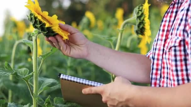 Agriculture Farmer Sunflower Field Agricultural Business Analysis State Plants Recording — Stockvideo