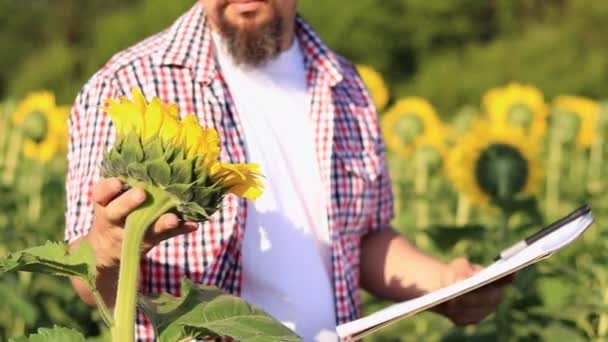 Agriculture Farmer Sunflower Field Agricultural Business Analysis State Plants Recording — Wideo stockowe