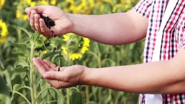Agriculture Close Shot Male Hands Sunflower Seeds Farmer Sunflower Field — Vídeos de Stock