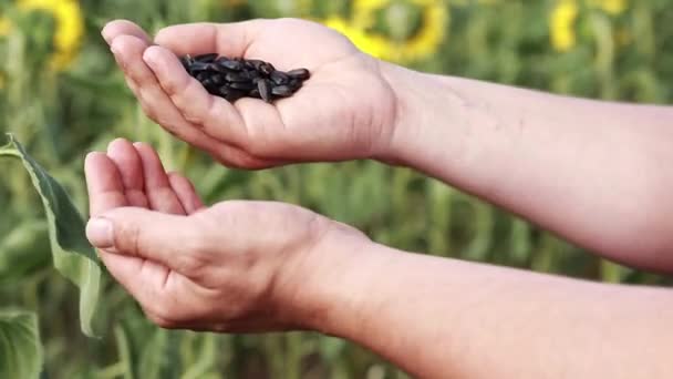 Agriculture Close Shot Male Hands Sunflower Seeds Farmer Sunflower Field — Wideo stockowe