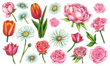 Set of watercolor floral illustrations