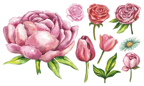 Watercolor drawing. Flowers set. Collection of individual plant elements - for bouquets, cards, posters, wreaths, wedding invitations, birthdays, congratulations, post and banner decoration