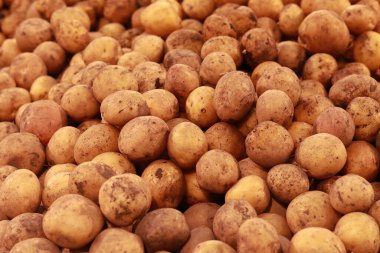 Sale of potatoes. Close-up of potatoes on a market or shop counter. Food product, crop for food textures