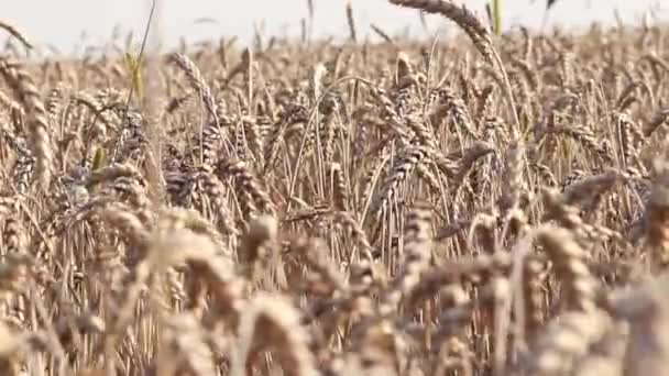 Wheat Close Spikelets Cereal Plant Wheat Business Grain Agriculture Wheat — Stock Video