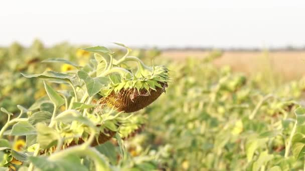 Field Ripe Sunflowers Agriculture Cultivation Sunflowers Oil Production Ripe Sunflowers — Vídeos de Stock