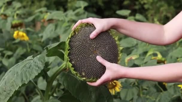 Field Ripe Sunflowers Women Hands Take Examine Sunflower Agriculture Cultivation — Vídeos de Stock