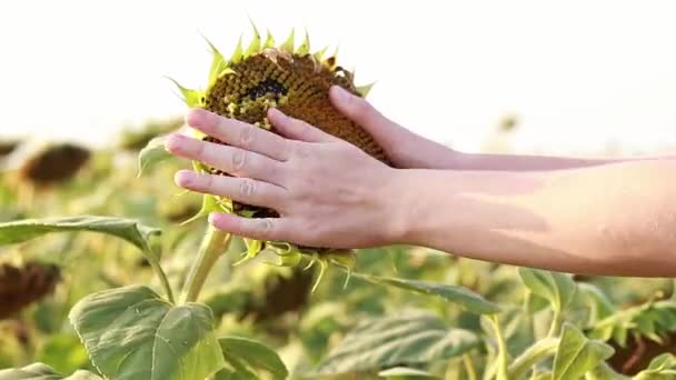 Field Ripe Sunflowers Hands Clean Sunflower Agriculture Cultivation Sunflowers Oil — Video