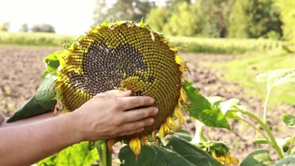 Field Ripe Sunflowers Hands Clean Sunflower Agriculture Cultivation Sunflowers Oil — Video