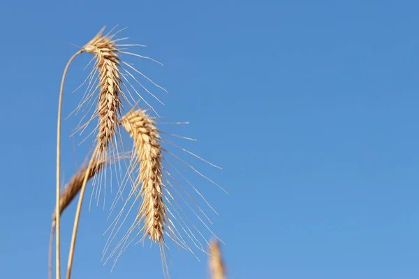 Wheat, close up. Spikelets of a cereal plant against the blue sky. Wheat business. Grain agriculture. Wheat field before harvest