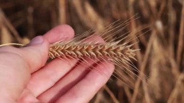 Ears of ripe wheat in a hand, close-up shot. Harvesting cereal crops