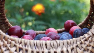 A woman's hand puts plums in a basket, harvesting. Bright juicy plums in a wicker basket, close-up shot. Ripe fruits and healthy food
