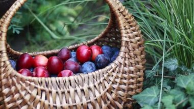 Bright juicy plums in a wicker basket, harvesting. Harvested fruits on a background of grass