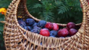 A woman's hand puts plums in a basket, harvesting. Bright juicy plums in a wicker basket, close-up shot. Ripe fruits and healthy food