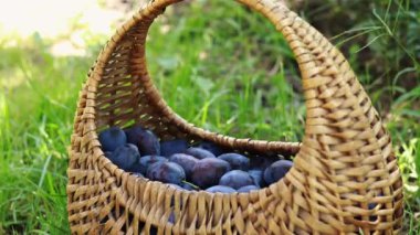 A woman's hand puts plums in a basket, harvesting. Bright juicy plums in a wicker basket, close-up shot. Ripe fruits and healthy food