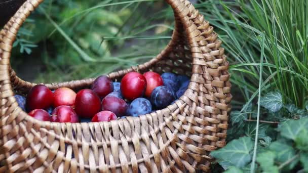 Bright Juicy Plums Wicker Basket Harvesting Harvested Fruits Background Grass — Vídeos de Stock