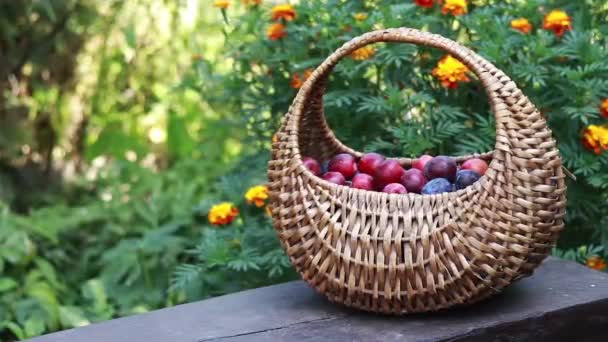 Bright Juicy Plums Wicker Basket Collected Fruits Background Bright Flowers — Video