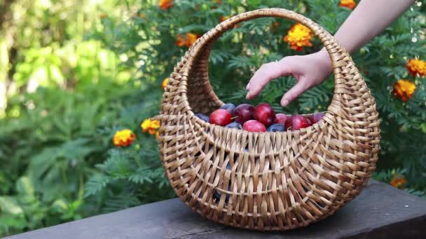 Woman Hand Chooses Plum Those Collected Basket Bright Juicy Plums — Vídeos de Stock