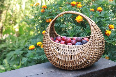 Fresh ripe plums in a wicker basket on a wooden bench in the garden close-up. Fruit harvest